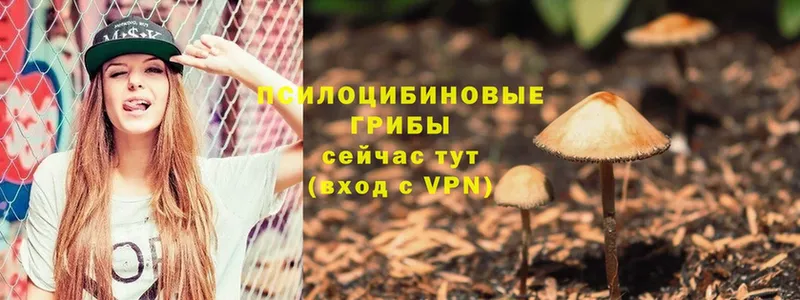 Галлюциногенные грибы Psilocybe Курильск